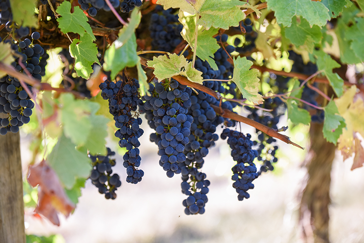 Grapes hanging in vineyard 